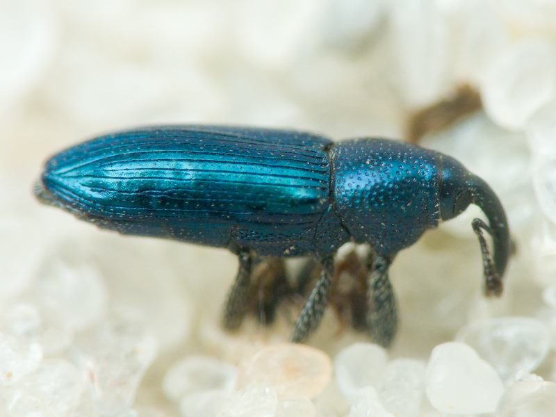 Aulacobaris janthina (Boheman, 1836)